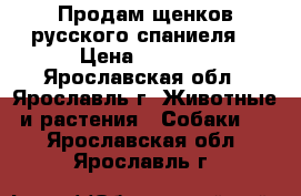 Продам щенков русского спаниеля  › Цена ­ 5 000 - Ярославская обл., Ярославль г. Животные и растения » Собаки   . Ярославская обл.,Ярославль г.